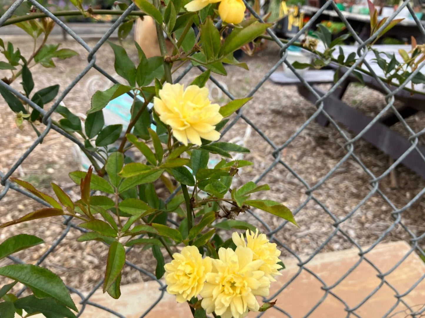Yellow Lady Banks Climbing Rose Cuttings (4) Thornless Rosa banksiae 'Lutea' for Garden Trellises and Fences