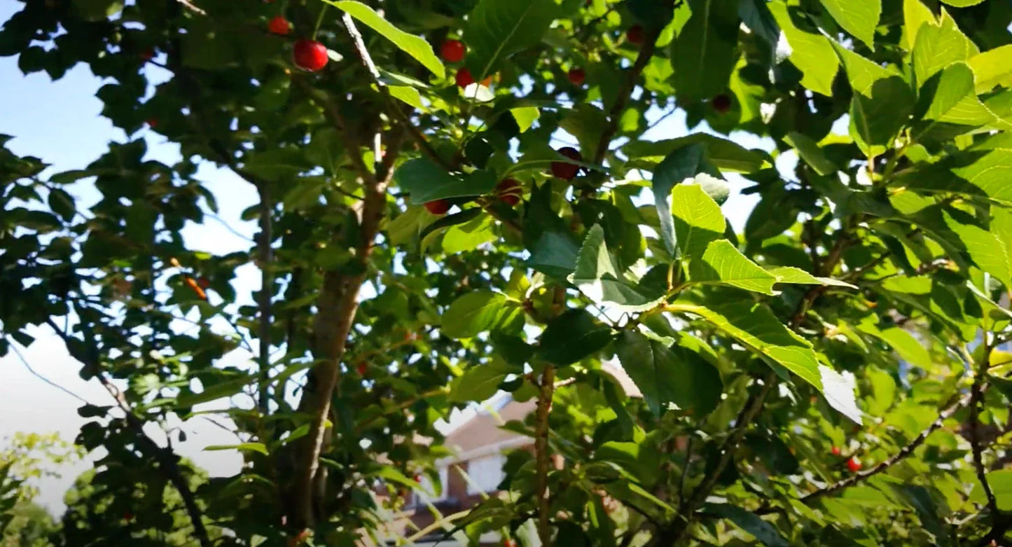 Stella Cherry Tree Cuttings – 8 Unrooted Prunus avium for Growing Cherry Trees – Fruit-Bearing Garden Plants