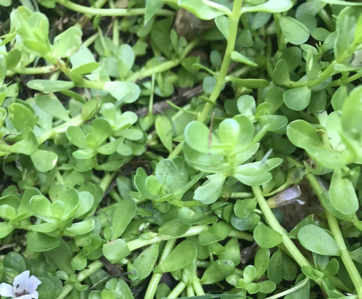 Bacopa Monnieri Live Bare Root Aquatic Plant – Brahmi Water Hyssop – 20 Pack for Ponds, Aquariums & Water Gardens