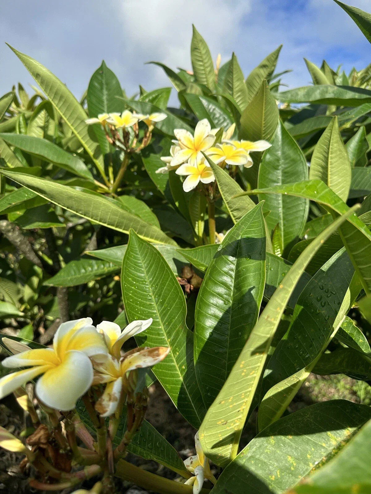 Yellow Plumeria Cutting Pack of 25 – Unrooted 10 Inch Starter Cuttings with Fragrant Flowers – Plumeria spp.