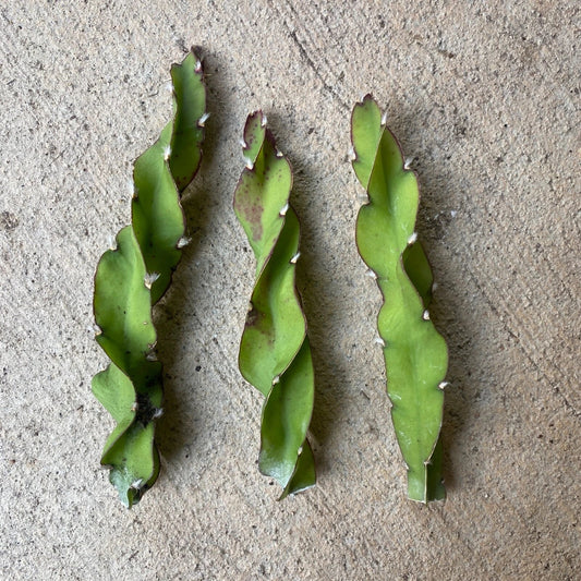 Hurrican Cactus Cuttings - 6 Inch Lepismium cruciforme f. spiralis Succulent for Indoor Gardens
