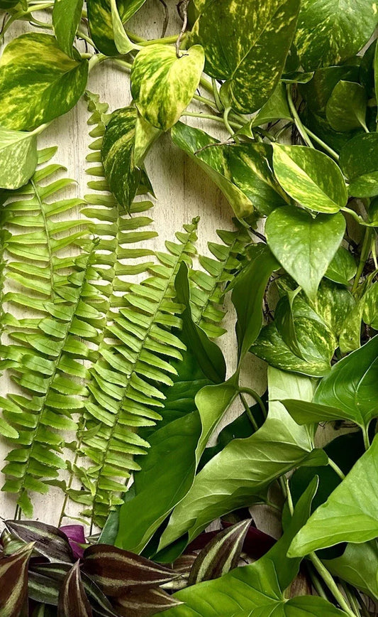 Live Rooted House Plant Cuttings - 20 Pack Indoor Plants for Home Decor, Easy Care Varieties, Greenery for Beginners