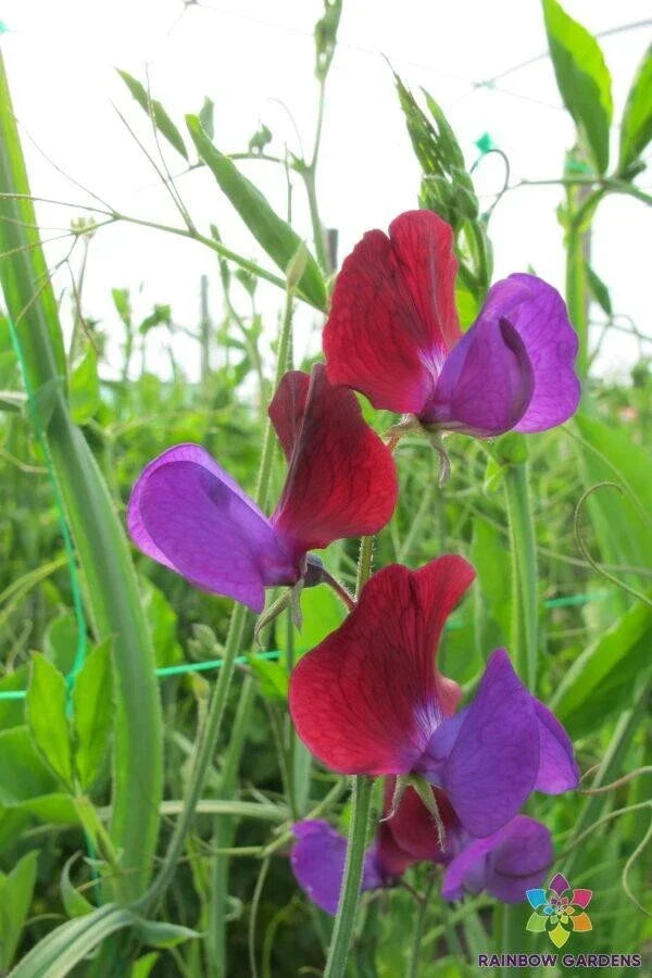 Cupani Sweet Pea Seeds - 50 Count, Fragrant Climbing Flowers, Lathyrus odoratus, Heirloom Garden Seeds, USA Grown