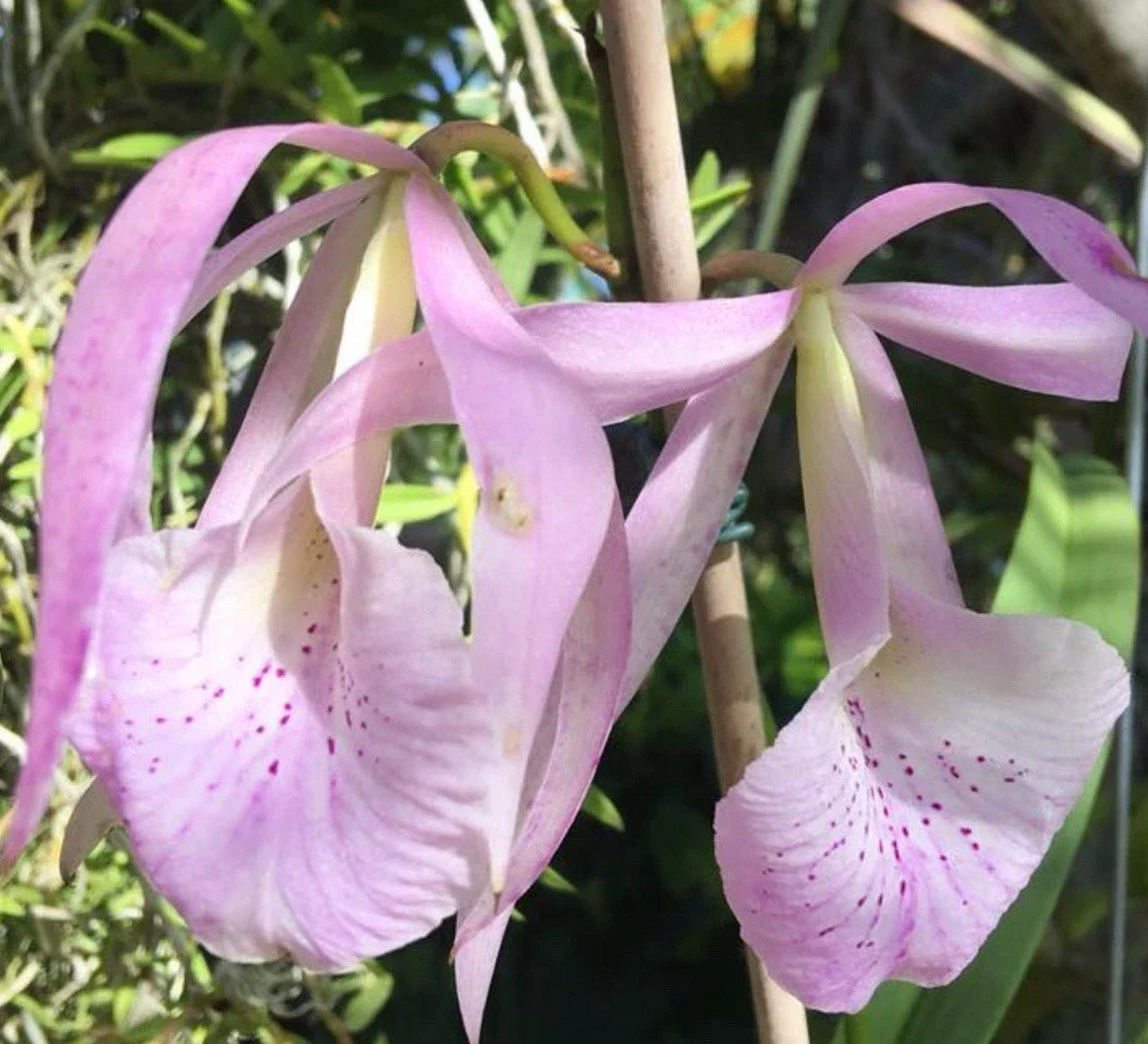 Bc Jenosa Orchid Plant Bare Root | B. nodosa x C. jenmanii | Fragrant Blooming Hybrid for Collectors