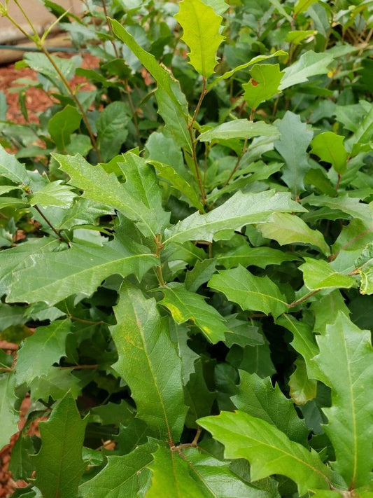 Live Quercus Ilex Holm Oak Seedlings - 13+ Inch Evergreen Saplings for Landscaping, Drought-Resistant, Wildlife-Friendly, Full Sun to Partial Shade