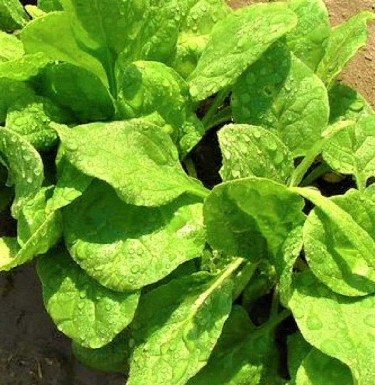 Viroflay Spinach Seeds 100+ Non-GMO Spinacia oleracea - Ideal for Home Gardens and Containers