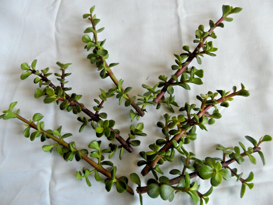 Lot of 6 Portulacaria afra Spekboom Cuttings - Succulent Plant with Red Stems for Propagation and Landscaping