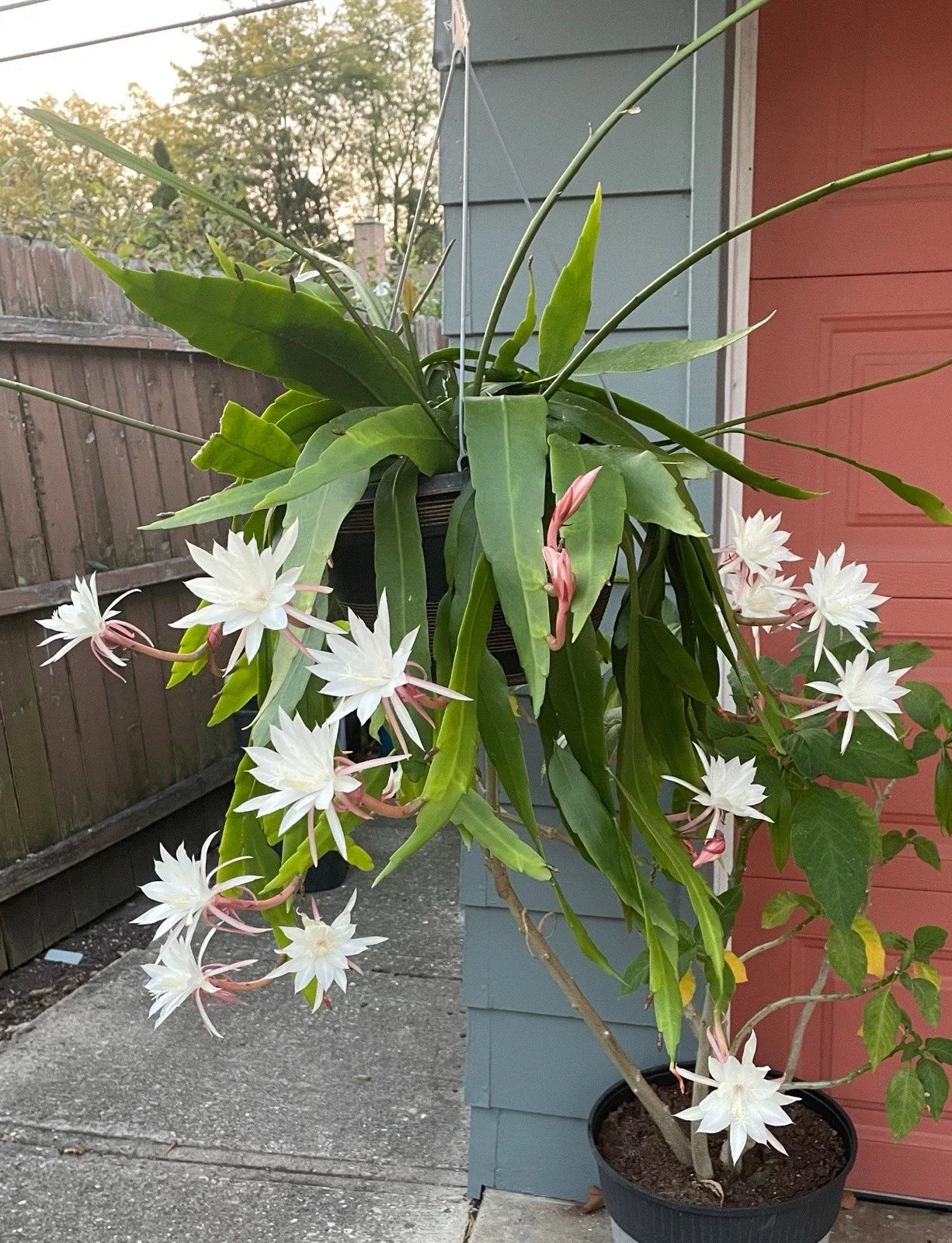 Queen of the Night Cactus Plant – Fragrant White Flowers – Selenicereus grandiflorus Succulent for Indoor & Garden Decor
