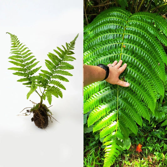 Live Cyathea Horrida Tree Fern - 6-Inch Exotic Rare Indoor/Outdoor Foliage Plant with Large Wide Leaves