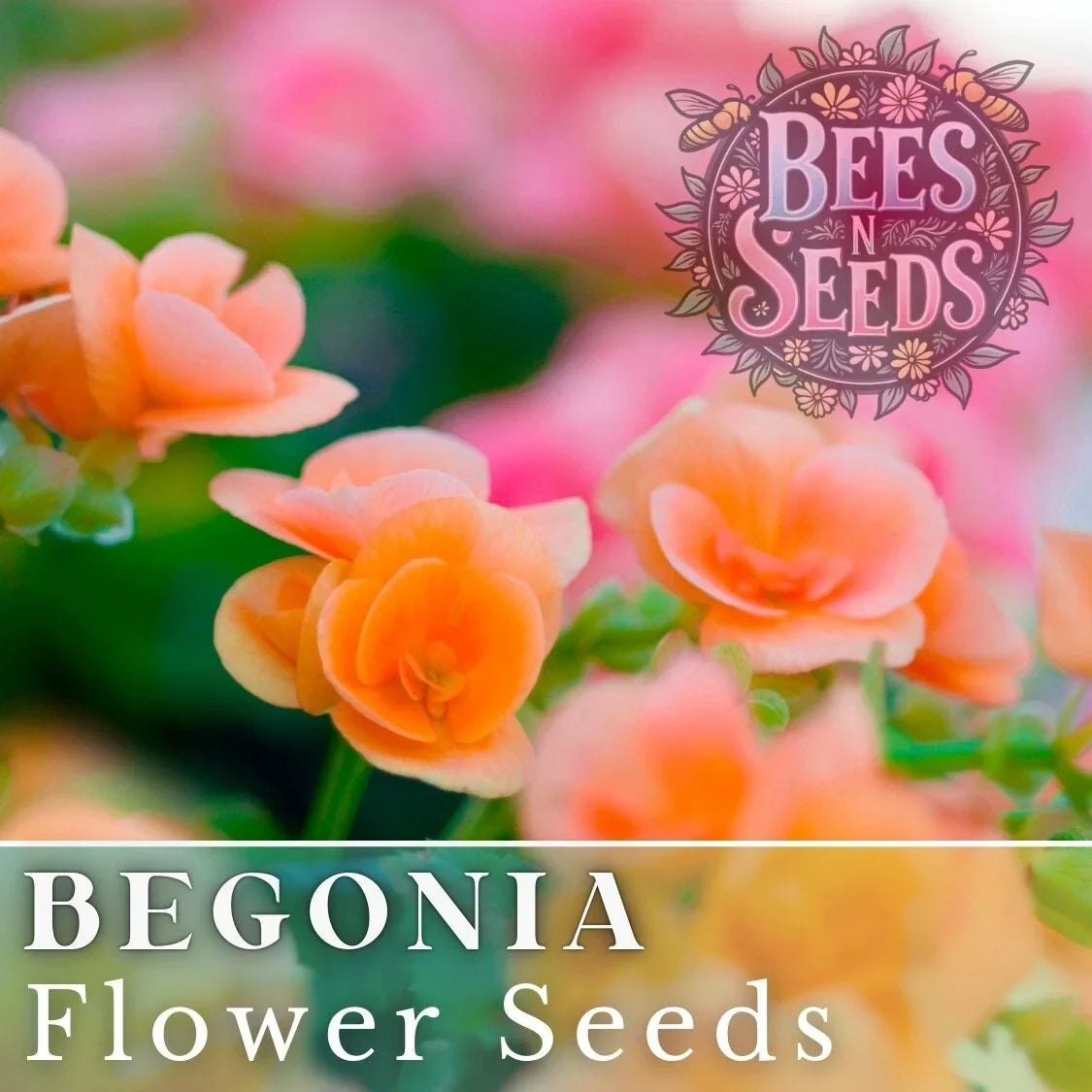 Amber Allure Begonia Seeds - Non-GMO Flower Seeds for Indoor & Outdoor Gardens, Bright Amber Blooms, Begonia hybrid, 45 or 125 Pack