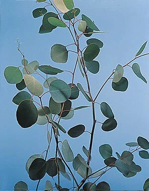 Eucalyptus Silver Dollar Seeds - 250 Count - Aromatic Drought-Tolerant Eucalyptus cinerea for Gardens & Landscaping