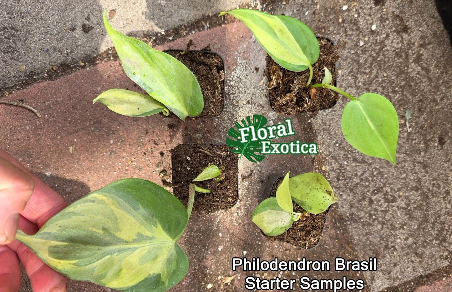 Philodendron Brasil Starter Plant - Rooted Node - Easy Care Houseplant - Philodendron hederaceum - Vibrant Variegated Foliage