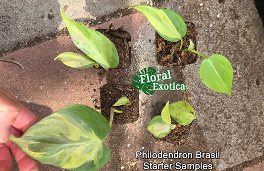 Philodendron Brasil Starter Plant - Rooted Node - Easy Care Houseplant - Philodendron hederaceum - Vibrant Variegated Foliage