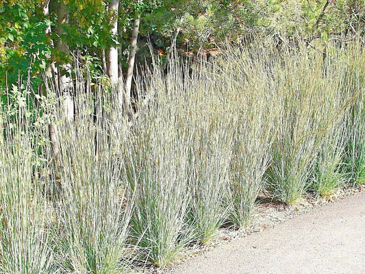 Little Bluestem Seeds - 501+ Native Prairie Grass for Landscaping, Ornamental Perennial, Schizachyrium scoparium