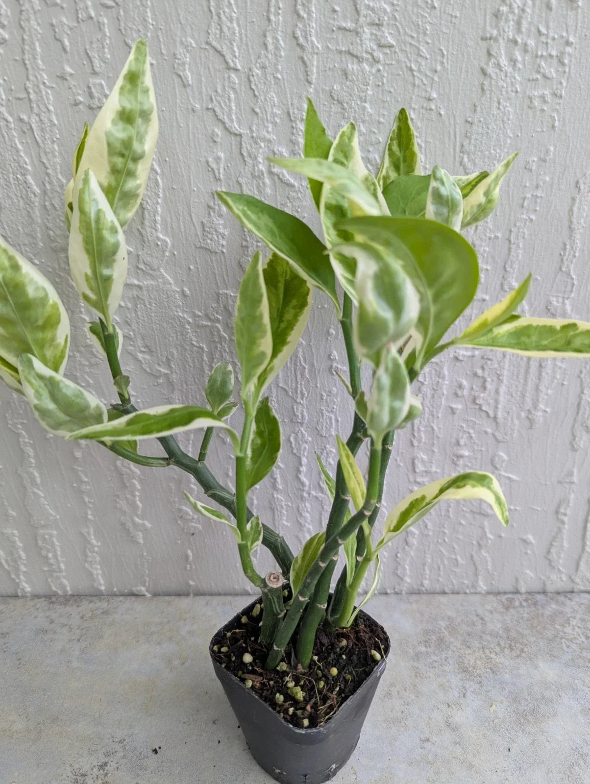 Variegated Devil's Backbone Plant 2.5" Pot with Larger Leaves Euphorbia tithymaloides 5 Stems Indoor Garden Decor
