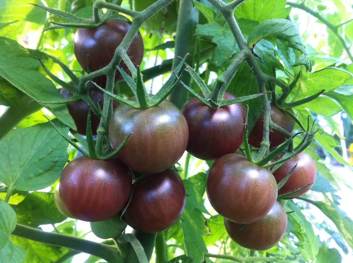 Black Cherry Tomato Seeds, Non-GMO, Salad Variety, Solanum lycopersicum 'Black Cherry' - Multiple Sizes Available