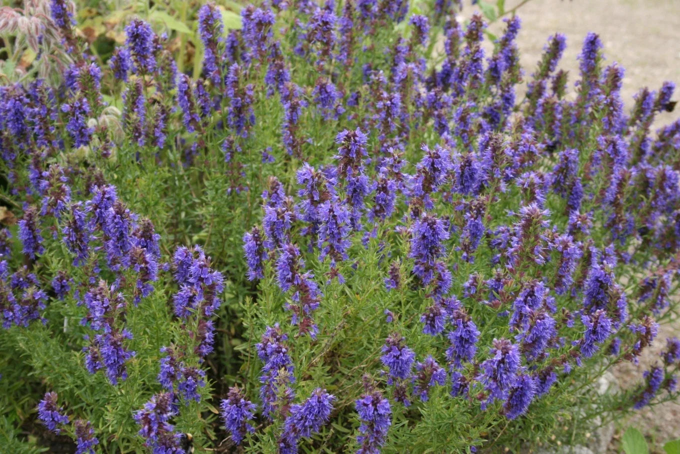 Hyssop Seeds - Perennial Herb for Planting - Hyssopus officinalis - Aromatic, Culinary, Pollinator-Friendly, 100 Seeds