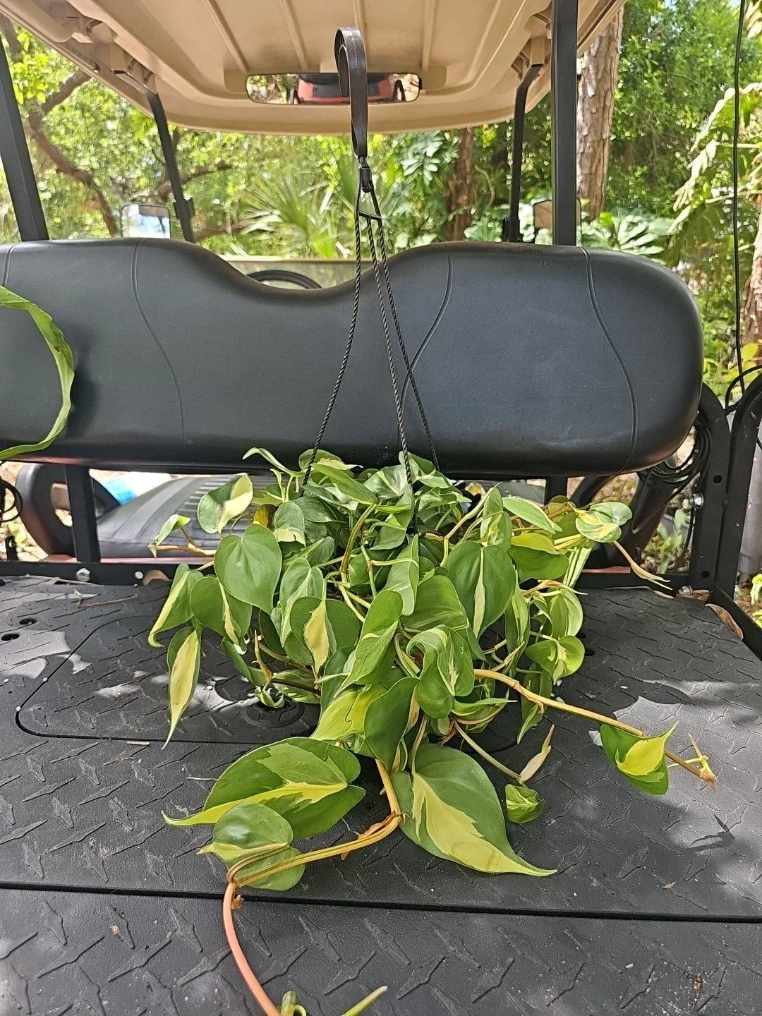 Large Pothos Plant 8" Hanging Pot Brasil Variegated Epipremnum aureum Hederaceum Cordatum Indoor Air Purifying Plant