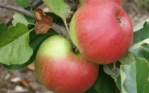 Newton Wonder Apple Seeds - 25+ Count Heirloom Malus domestica for Garden Planting, USA, Full Sun, Easy to Grow
