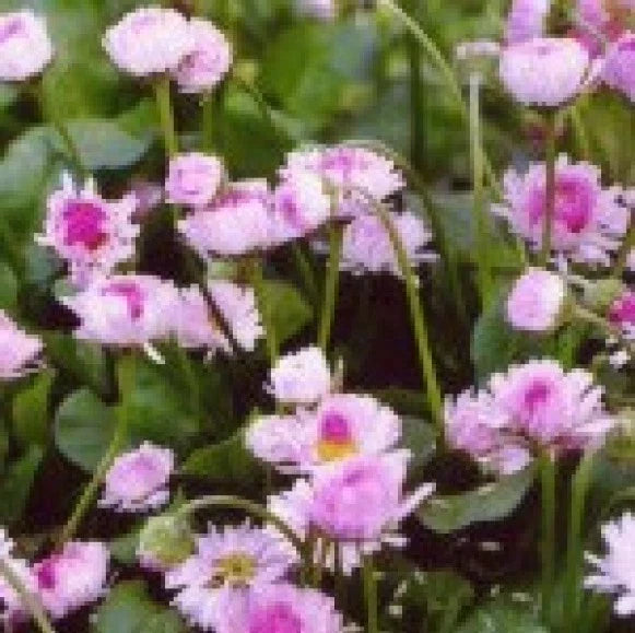 English Daisy Flower Seeds - 200 Fresh Bellis Perennis Seeds for Borders, Containers, Perennial Garden, Free USA Shipping