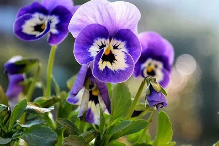 50PCS Mixed Color Violet Seeds - Perennial Viola spp. Garden Flowers for Borders & Containers