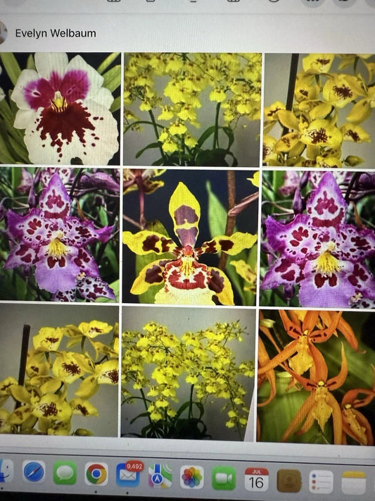 Orchid Plant Bulbs - 3 Bare Root Surprise Bulbs - No Pot or Tag - Gardening, Indoor & Outdoor - Orchidaceae