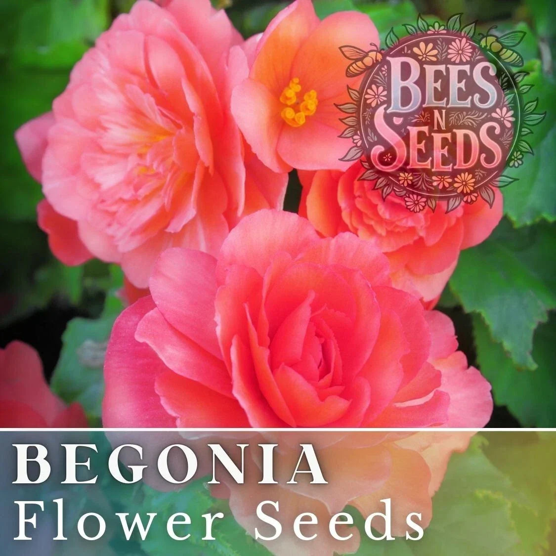 Dusk Nectar Begonia Seeds - Non-GMO Flower Seeds for Indoor & Outdoor Gardens - Begonia x tuberhybrida - 45 or 125 Seeds