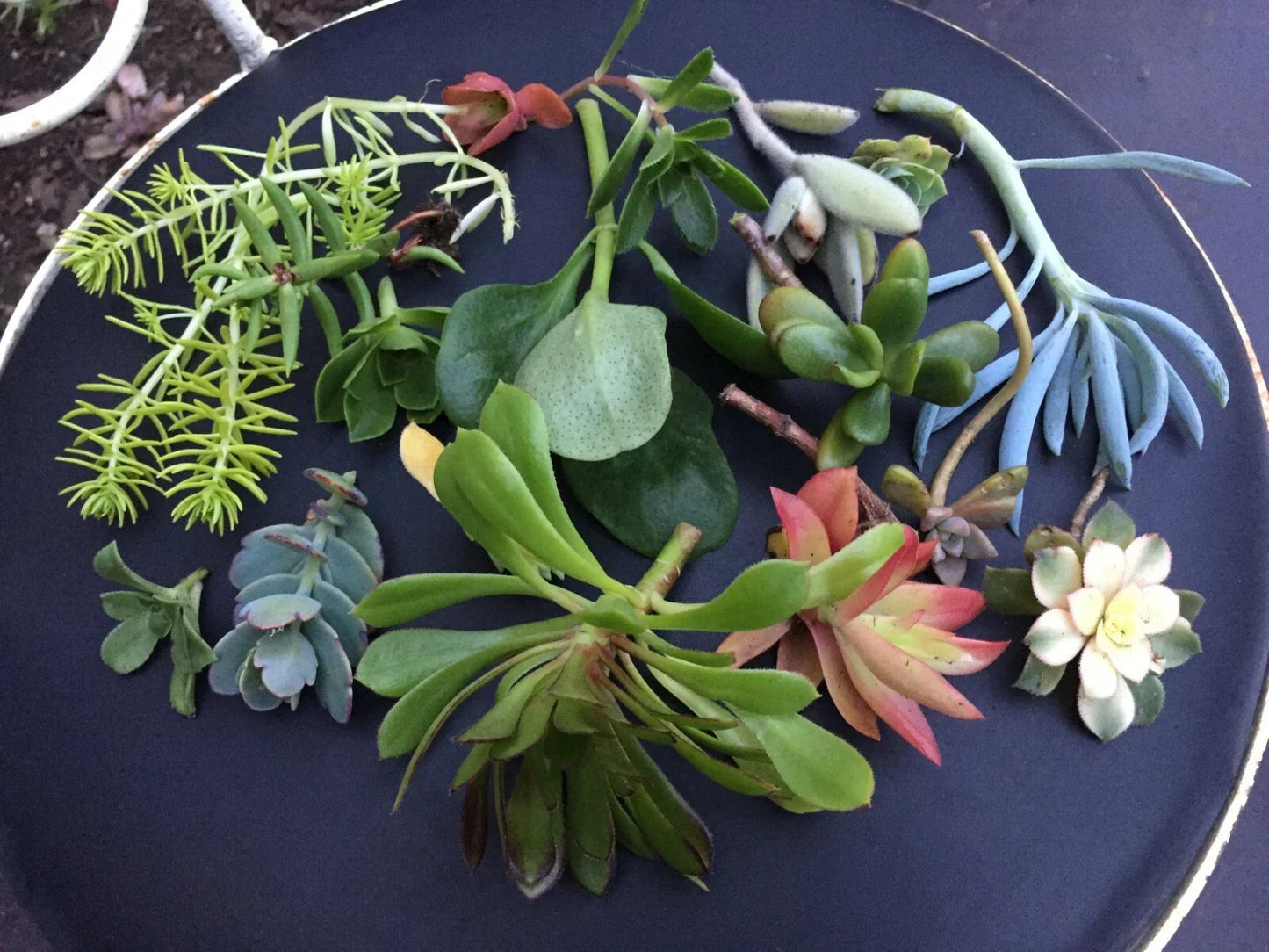 Succulent Cuttings - Rare Varieties for Planting - Easy to Root - Perfect for Terrariums and Gardens