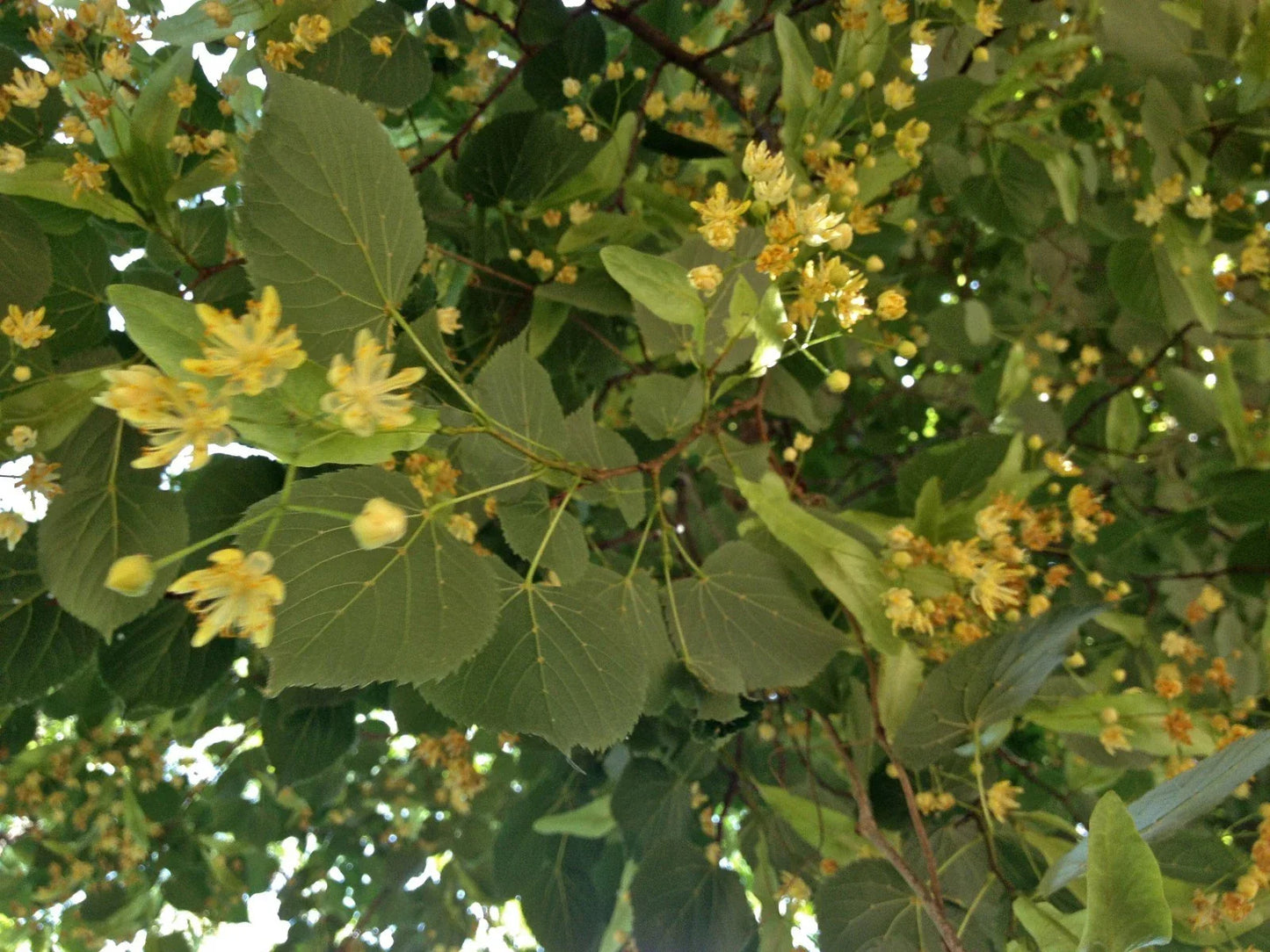 American Linden Seeds 8 Pack Tilia americana for Landscaping, Shade & Pollinator Attraction