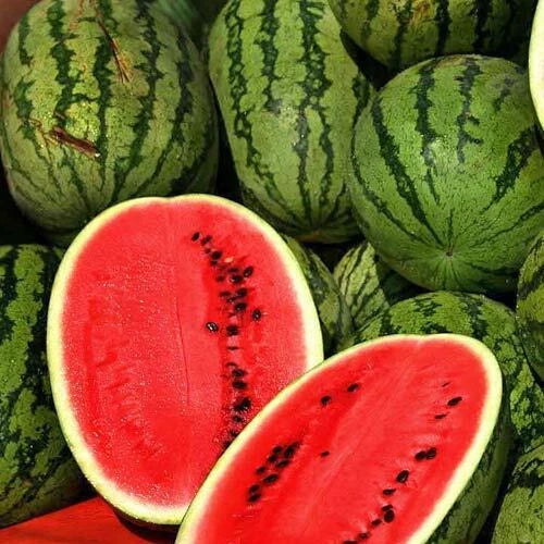 Jubilee Watermelon Seeds | Heirloom Non-GMO Organic Citrullus lanatus | 20 Seeds for Large, Sweet Watermelons
