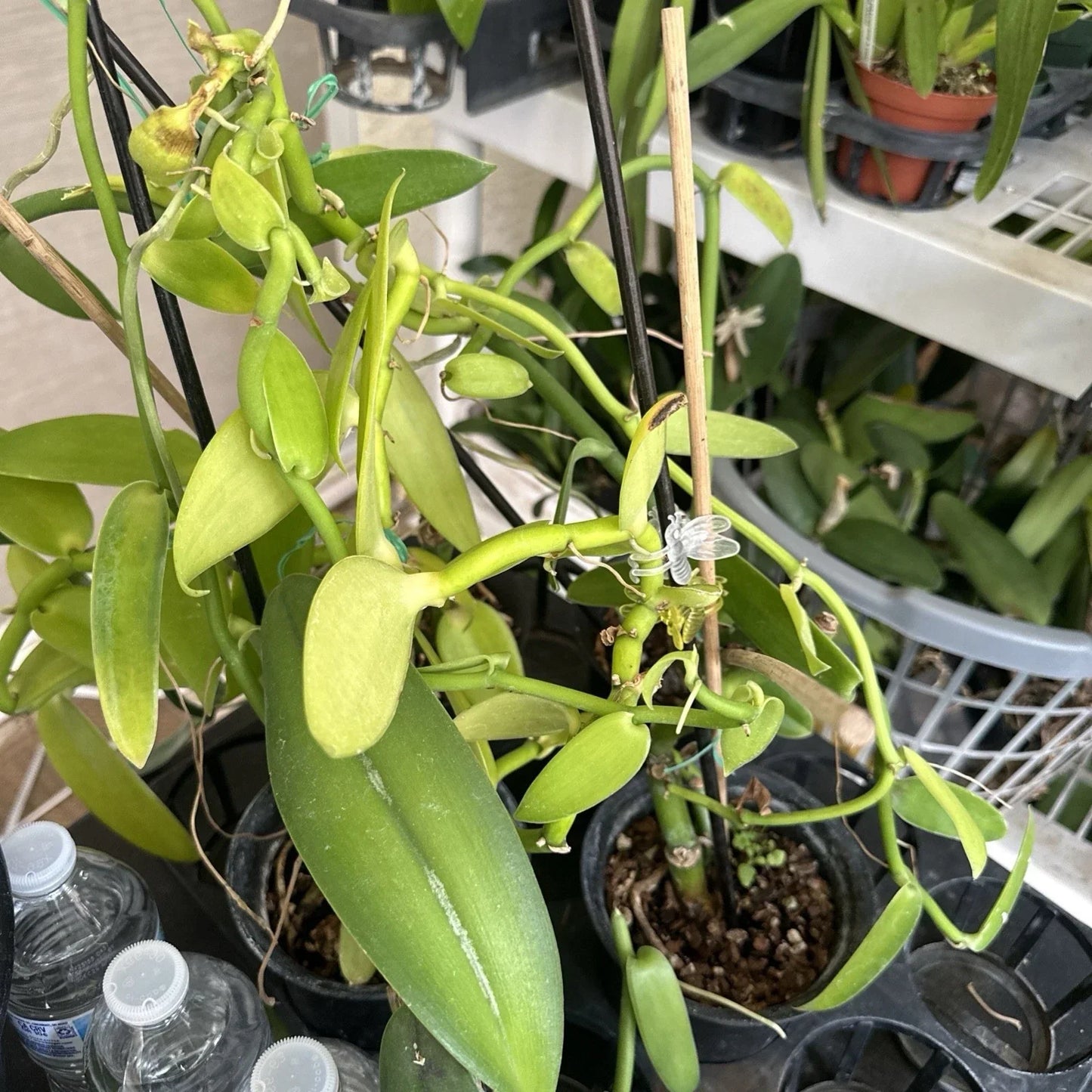 Vanilla Bean Orchid Cutting - 10-inch Fresh Vanilla Planifolia - Fragrant Tropical Orchid for Cultivation