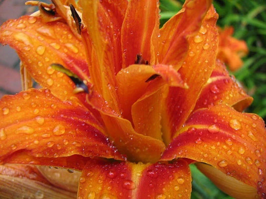 Kwanso Daylily Bare Root Plants - 5 Established Hemerocallis fulva 'Kwanso' with Vibrant Orange Double Blooms