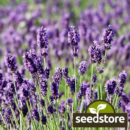Munstead Lavender Seeds - Heirloom Non-GMO Aromatic Herb Seeds - Lavandula angustifolia for Gardens & Containers