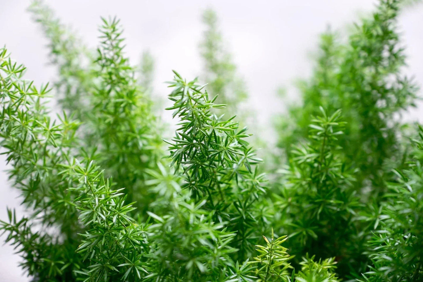 Emerald Fern Seeds for Planting – Foxtail Fern, Asparagus sprengeri, Indoor & Outdoor Gardening, 6 Seeds