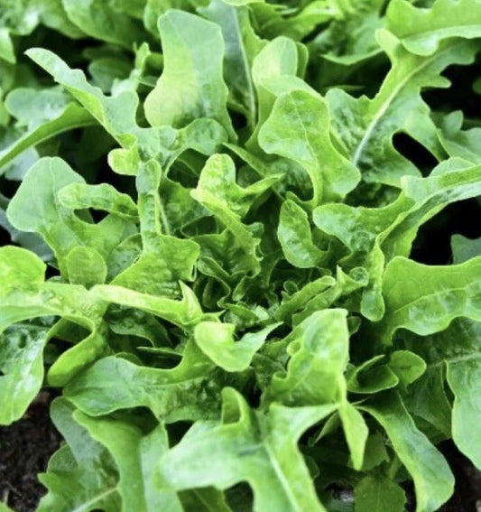 Oakleaf Lettuce Seeds - 2,000 Non-GMO Heirloom Salad Garden Seeds Lactuca sativa, Loose-Leaf, Green