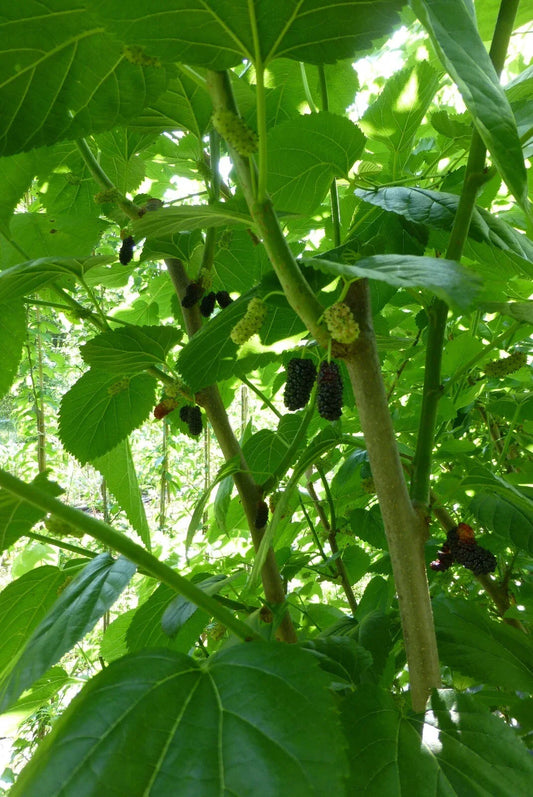 Mulberry Scions Cuttings 5 Pack - Morus spp. Grafting Material for Fruit Trees and Orchard Planting