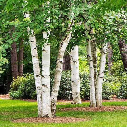 Paper Birch Seeds Pack of 100 | Betula papyrifera Organic Tree Seeds for Planting | Native North American Deciduous Tree