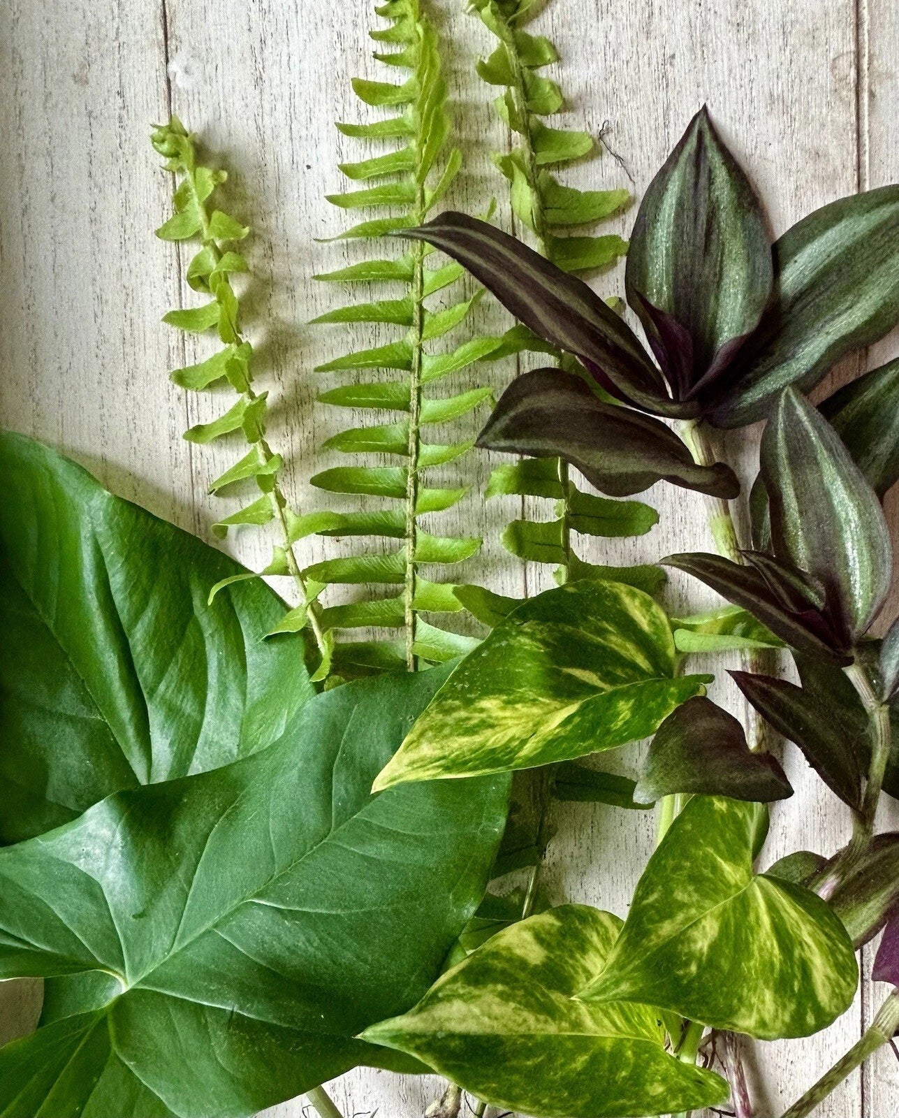 12 Rooted Indoor Plant Cuttings Set – Pothos, Wandering Jew, Arrowhead, Ferns – Houseplants for Home Decor and Indoor Garden