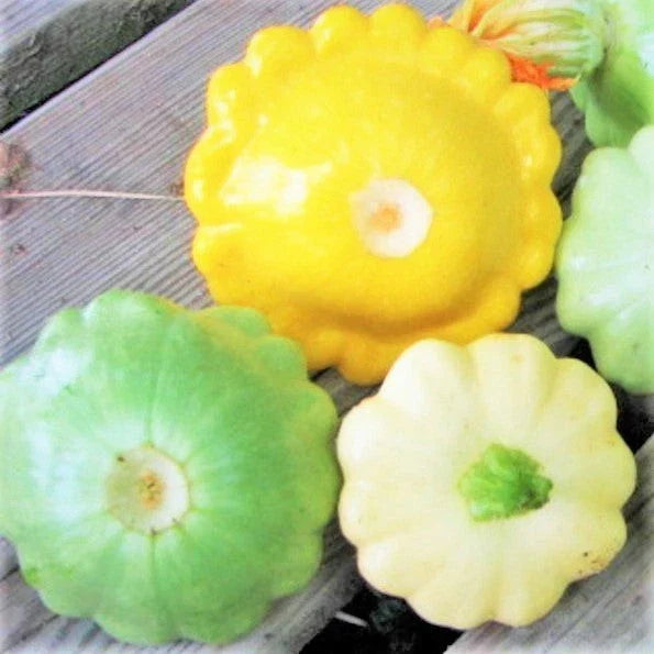 Patty Pan Squash Seeds - 30+ Count, Colorful Mix (Yellow, Green, White) - Cucurbita pepo, Bush Scallop Squash, Garden Planting