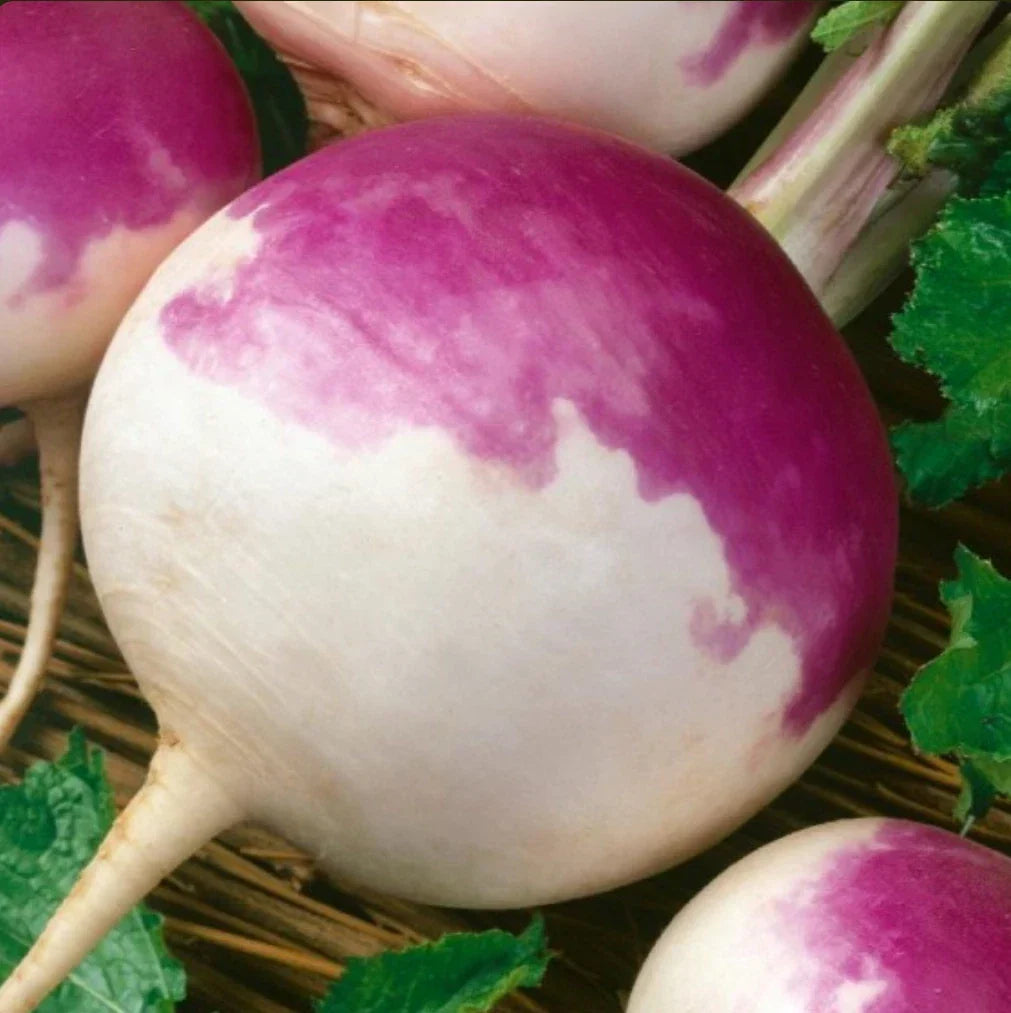Turnip Seeds 2000 Count Purple Top White Non-GMO Heirloom Brassica rapa Vegetable Seeds for Home Garden