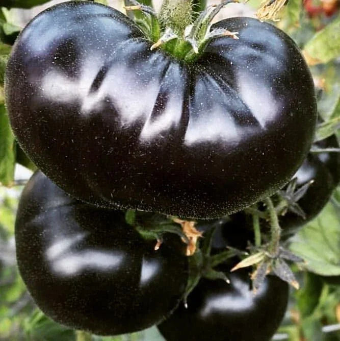 Black Sea Man Tomato Seeds - Organic Heirloom Solanum lycopersicum - 120+ Non-GMO Vegetable Seeds for Home Gardening