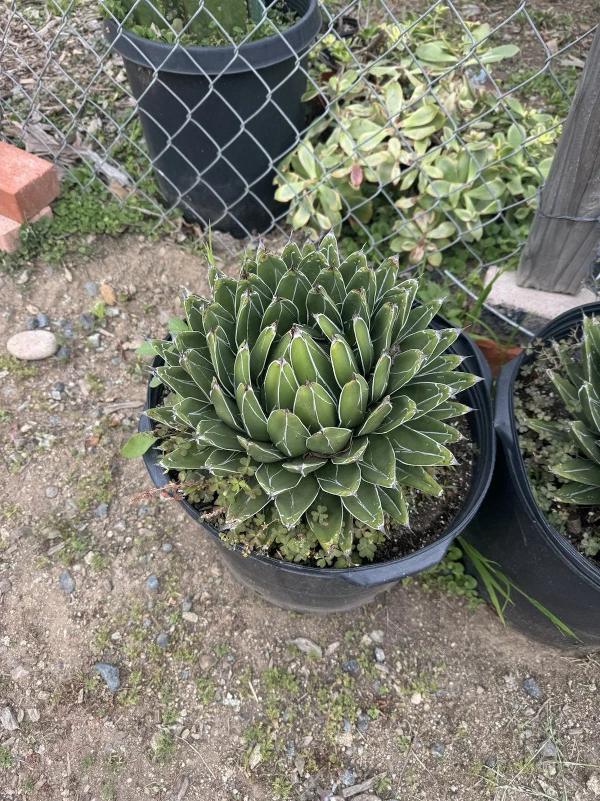 Agave Victoria-Reginae "Compacta" Bare Root Plant – Drought-Tolerant Succulent for Indoor & Outdoor Gardening