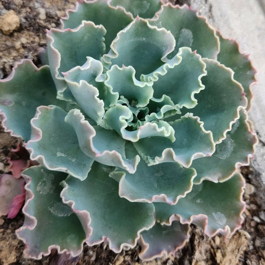 Live Echeveria Blue Curls Succulent Plant in 4-Inch Planter, Fully Rooted Echeveria spp., Low-Maintenance Indoor Plant