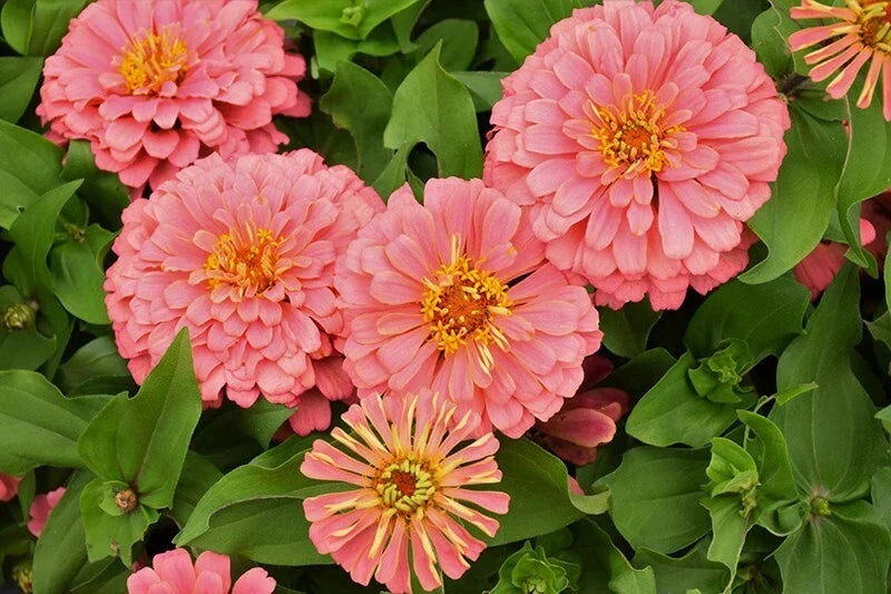 Magellan Salmon Zinnia Seeds – 100+ Pack, Zinnia elegans, Vibrant Salmon Pink, Garden Flower, Butterfly Attractant, Heirloom, Non-GMO