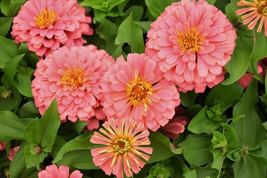 Magellan Salmon Zinnia Seeds – 100+ Pack, Zinnia elegans, Vibrant Salmon Pink, Garden Flower, Butterfly Attractant, Heirloom, Non-GMO