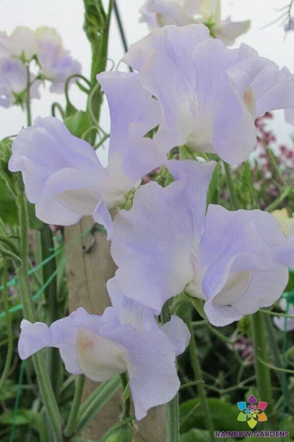 Cilla Sweet Pea Seeds Pack of 50+ | Fragrant Climbing Vine | Lathyrus odoratus | Garden Flower Seeds | USA Grown