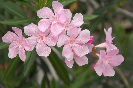 Nerium Oleander Seeds Packet of 50 | Pink Flowering Ornamental Shrub | Hardy Perennial | Nerium oleander