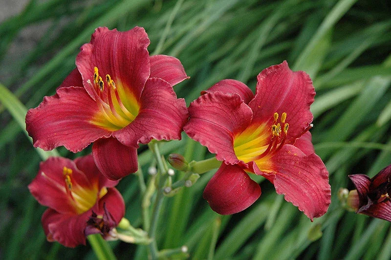 Daylily Bare Root Plants 25 Count - Ruby Stella Hemerocallis Perennial for Garden Landscaping