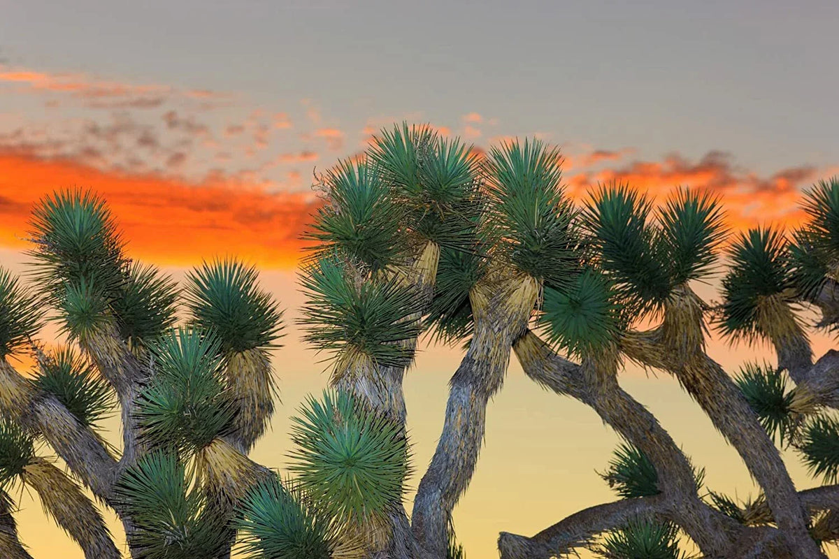 Joshua Tree Bonsai Seeds - 10 Pack - Unique Yucca brevifolia for Indoor Gardening and Bonsai Cultivation