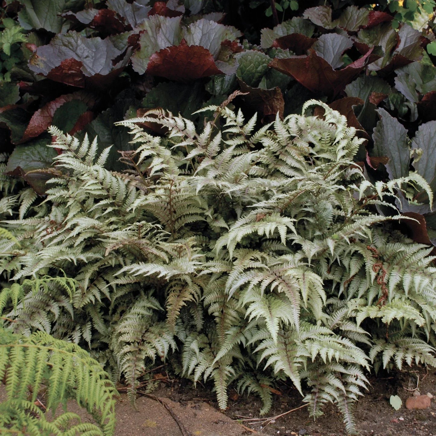 Japanese Painted Fern Plant in 5.25" Pot, Athyrium niponicum 'Pictum' – Indoor Outdoor Perennial Fern with Colorful Silver Green Purple Foliage